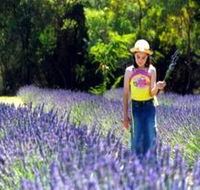 Brayfield Park Lavender Farm - Accommodation NSW