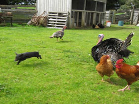 Echo Farm - Accommodation NSW 0