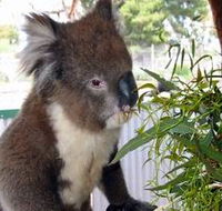 Glen-Forest Tourist Park - Accommodation NSW