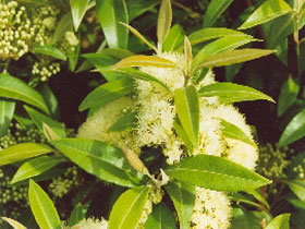 Tumbeela Native Bushfoods - Accommodation NSW 0