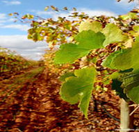 Mirabella Vineyards - Accommodation NSW