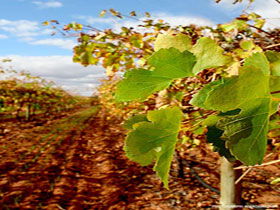 Mirabella Vineyards - Accommodation NSW 0