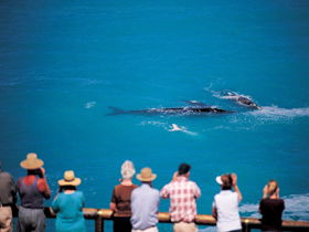 Whale Watching At Head Of Bight - Accommodation NSW 0