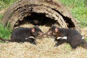 Gunns Plains TAS Accommodation NSW