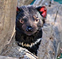 Trowunna Wildlife Sanctuary - Accommodation NSW