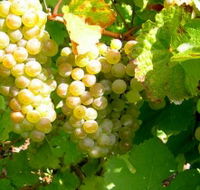 Winstead Vineyard - Accommodation NSW