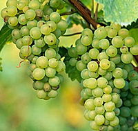TP Vineyards - Accommodation NSW