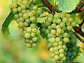 TP Vineyards - Accommodation NSW 0