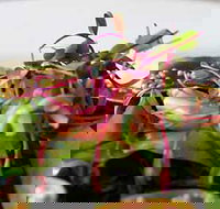 Courgette - Accommodation NSW