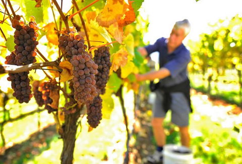 Native Point Wines - Accommodation NSW 0