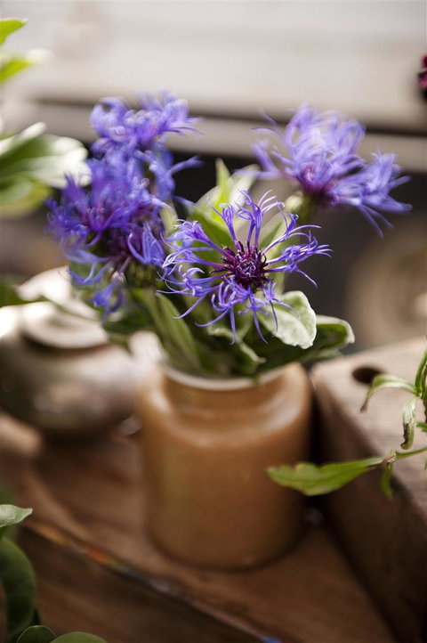 Salamanca Market - Accommodation NSW 1