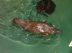 Platypus House - Accommodation NSW 0