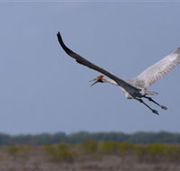 Gayngaru Wetlands Interpretive Walk - Accommodation NSW