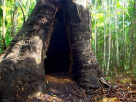 Tewantin National Park - Accommodation NSW 0