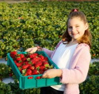 Strawberry Fields - Accommodation NSW