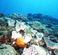 Mudjimba Old Woman Island Dive Site - Accommodation NSW