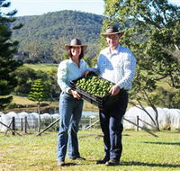 Hinterland Feijoas - Accommodation NSW