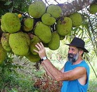 Cape Trib Exotic Fruit Farm - Accommodation NSW