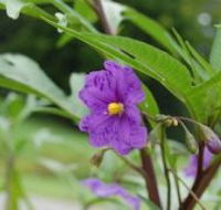 Alpha Native Flower Garden - Accommodation NSW