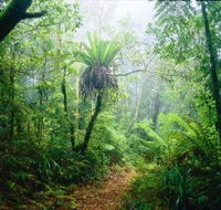 Lamington National Park Green Mountains Section - Accommodation NSW