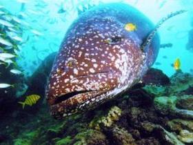 Lady Musgrave Island Dive Sites - Accommodation NSW 0
