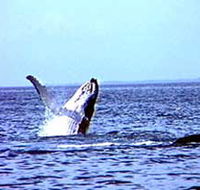 Whale Watching - Accommodation NSW