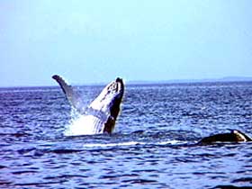 Whale Watching - Accommodation NSW 0