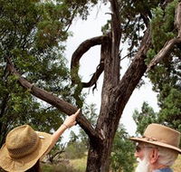 Charleville - Outback Native Timber Walk - Accommodation NSW