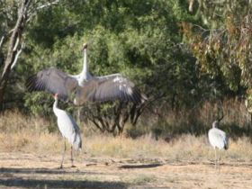 Bulloo River Walk - Accommodation NSW 0