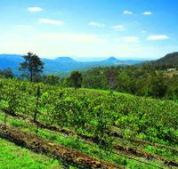 Preston Peak Wines - Accommodation NSW