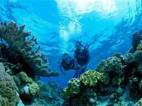 Coral Gardens Dive Site - Accommodation NSW 0