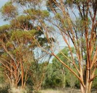 Myall Park Botanic Garden - Accommodation NSW