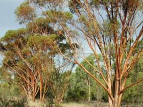 Myall Park Botanic Garden - Accommodation NSW 0