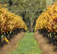 Wild Dog Winery  Restaurant - Accommodation NSW