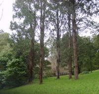 Mount Dandenong Arboretum - Accommodation NSW