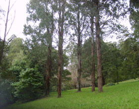 Mount Dandenong Arboretum - Accommodation NSW 0
