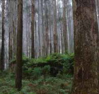 Kinglake National Park - Accommodation NSW