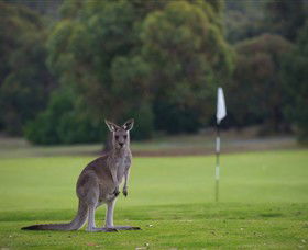 Anglesea Golf Club - Accommodation NSW 0