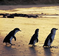 Phillip Island Nature Park - Accommodation NSW