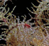 Point Danger Marine Sanctuary - Accommodation NSW