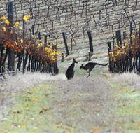 Blue Pyrenees Estate - Accommodation NSW