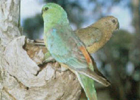Lake Albacutya Regional Park - Accommodation NSW 0