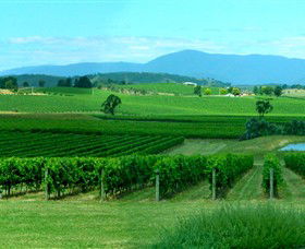 Acacia Ridge Vineyard - Accommodation NSW 0