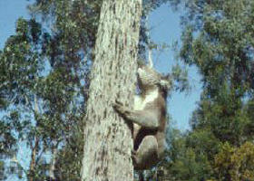 Creswick Regional Park - Accommodation NSW 0