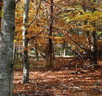 RJ Hamer Arboretum - Accommodation NSW