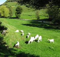 Goats of Gaia Soap - Accommodation NSW
