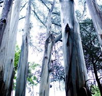 Dandenong Ranges National Park - Accommodation NSW