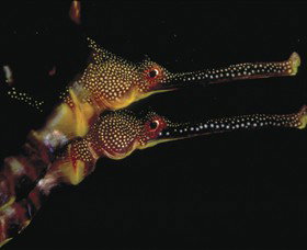 Eagle Rock Marine Sanctuary - Accommodation NSW 0