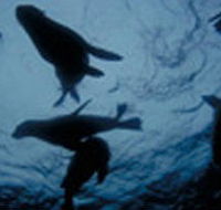 The Arches Marine Sanctuary - Accommodation NSW
