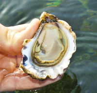 The Oyster Pot - Accommodation NSW